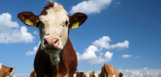 Brandenburg: 70 Rinder von Weide gestohlen