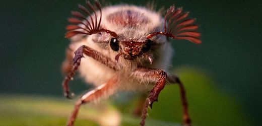 Maikäfer: 500 Millionen Tiere bald in Hessen unterwegs