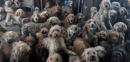 Animal Hoarding in Großbritannien: RSPCA befreit 250 Hunde aus einem Haus