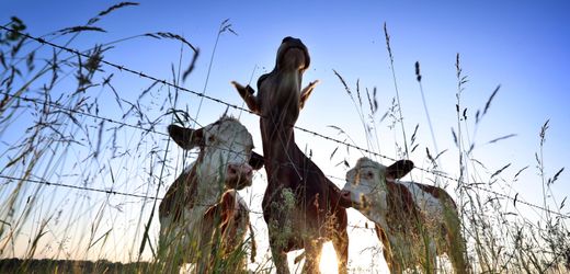 Landkreis Elbe-Elster in Brandenburg: Wie kann man 70 Rinder stehlen?