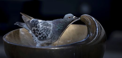 Zürich: Streit über die Tötung von Tauben