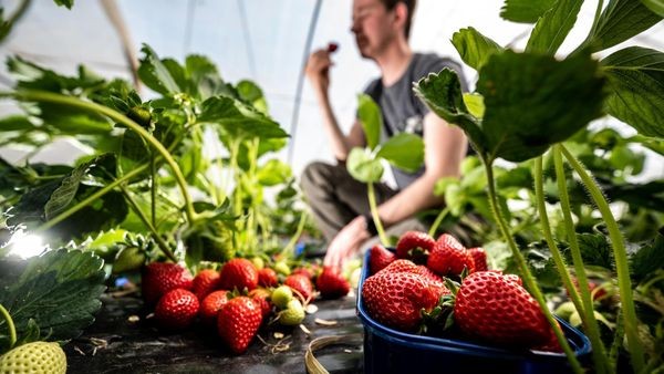 Erdbeeren pflücken in Velbert: Die süßeste Zeit des Jahres beginnt bald