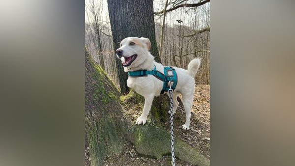 Nach einem schlimmen Unfall Balou hat große Angst und sucht ein ruhiges Zuhause