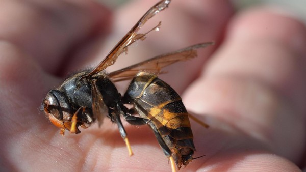 Asiatische Hornisse breitet sich in Heiligenhaus aus – Imker bitten um Mithilfe