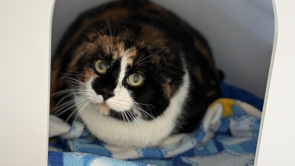 Katzen-Seniorin Minka sucht liebevolles Zuhause nach Verlust ihrer Besitzerin