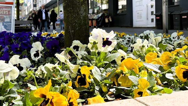 Velbert-Mitte setzt auf Stiefmütterchen: Stadt begründet Wahl der Bepflanzung