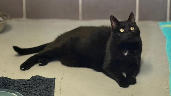 Stattlicher Charakter-Kater: Rufus sucht ein Zuhause mit Wellness-Programm