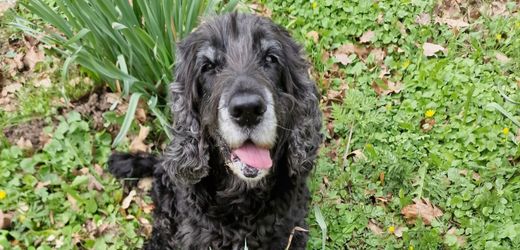 Vergiftungen bei Hunden: Cockerspaniel frisst Menschenkot mit Drogen und muss in die Tierklinik