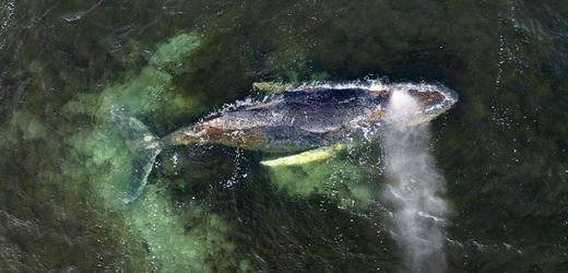 Poel: Gestrandeter Wal Timmy soll mit Luftkissen gerettet werden. Kann das funktionieren?
