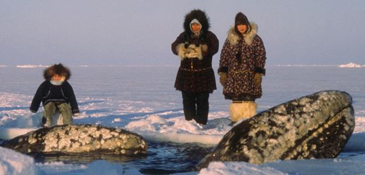 Wal-Rettung: Diese Lehren lassen sich aus drei früheren spektakulären Versuchen ziehen