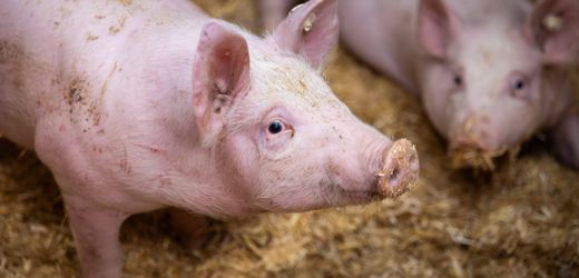 Tierwohl: Logo zur Haltungsform soll auch in Restaurants kommen