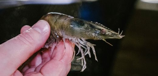Aldi: Discounter kündigt Tierschutzmaßnahmen für Garnelen an