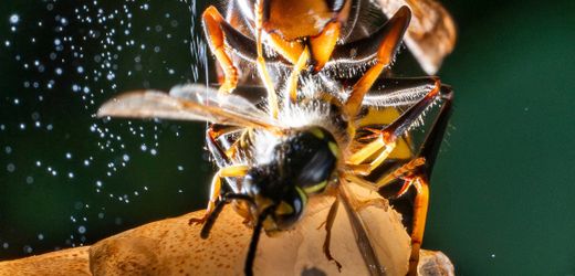 Asiatische Hornisse: Vespa velutina breitet sich in Deutschland weiter aus