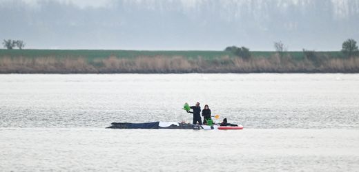 Buckelwal gestrandet: Rettungsversuch vor Insel Poel beginnt – »Er kommt hier weg von dieser Schlachtbank«