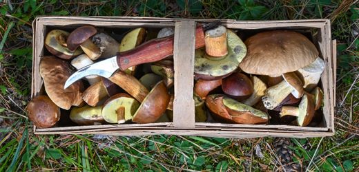 Tschernobyl: Wo die Folgen des Unglücks in Deutschland noch messbar sind