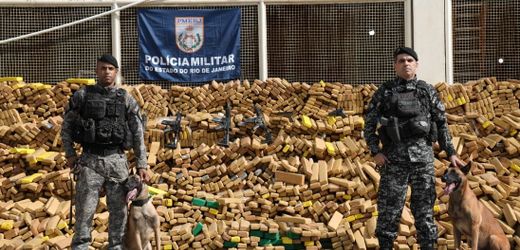 Brasilien: Spürhunde führen Polizei zu fast 50 Tonnen Marihuana