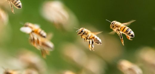 Israel: Zehntausende Bienen suchen Stadt Netivot heim