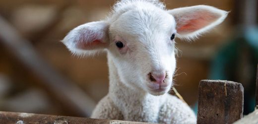 Burglengenfeld: Polizei rettet offenbar Schaf vor Schächtung