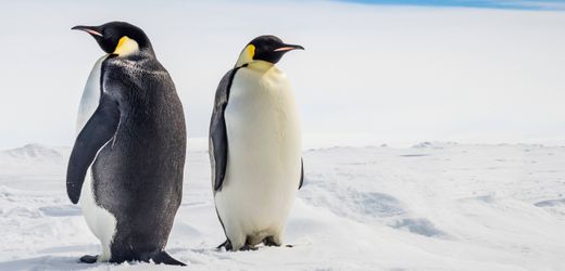 Antarktis: Der Kaiserpinguin gilt jetzt als stark gefährdet