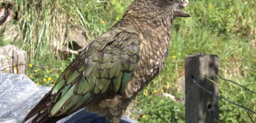 Neuseeland: Behinderter Papagei setzt sich mit neuer Kampftechnik durch