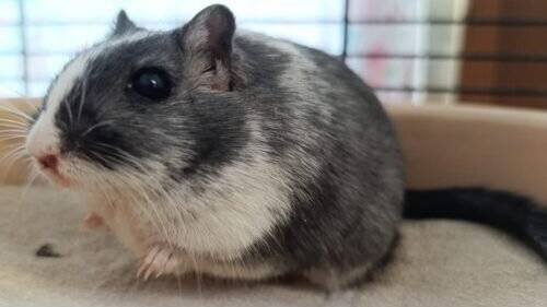 Tier der Woche aus Hilden: Kleine Wüstenrennmaus sucht neue Gesellschaft