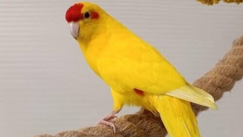 Tier der Woche aus Hilden: Ziegensittich Ursu sucht artgerechtes Zuhause