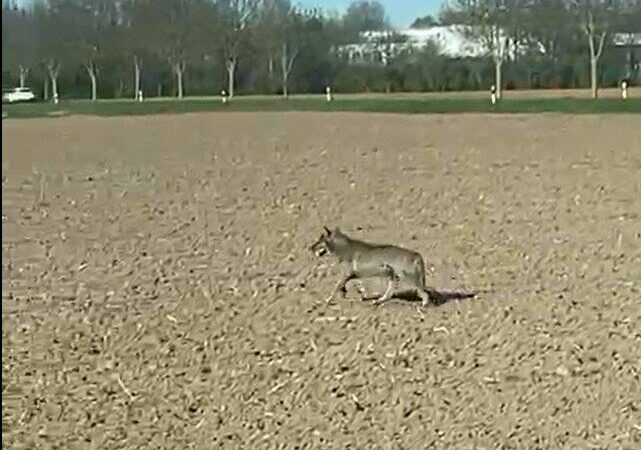 Bauer filmt Tier: Läuft hier etwa ein Wolf durch Neuss?