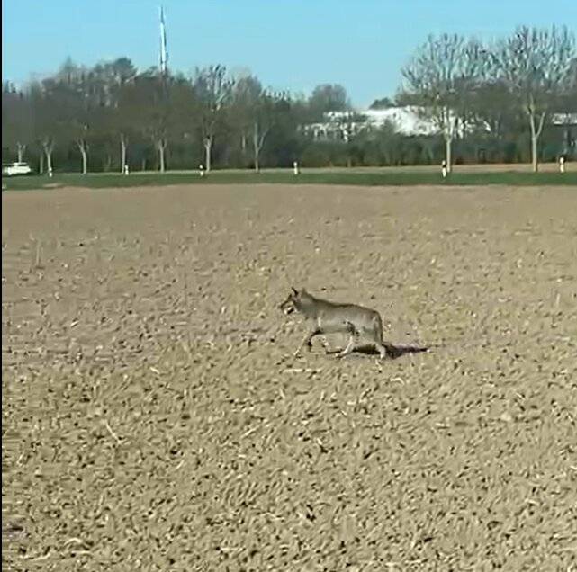 Bauer filmt Tier: Läuft hier etwa ein Wolf durch Neuss?
