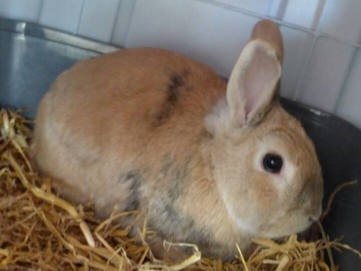 Tier der Woche in Nettetal: Dr. Eichhorn sucht eine Kaninchendame