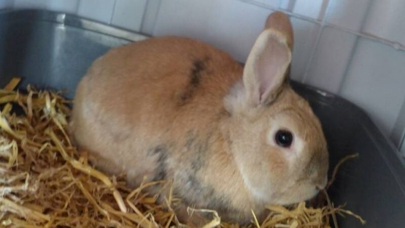 Tier der Woche in Nettetal: Dr. Eichhorn sucht eine Kaninchendame