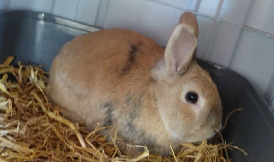Tier der Woche in Nettetal: Dr. Eichhorn sucht eine Kaninchendame