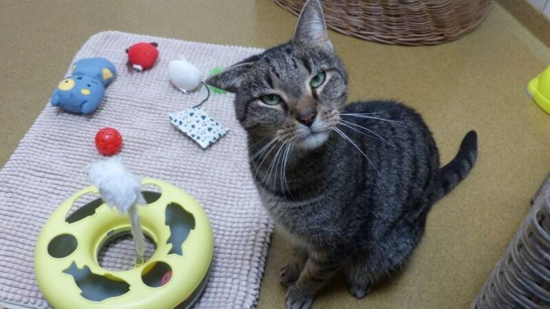 Tier der Woche in Nettetal: Luke ist nicht wütend, der guckt immer so