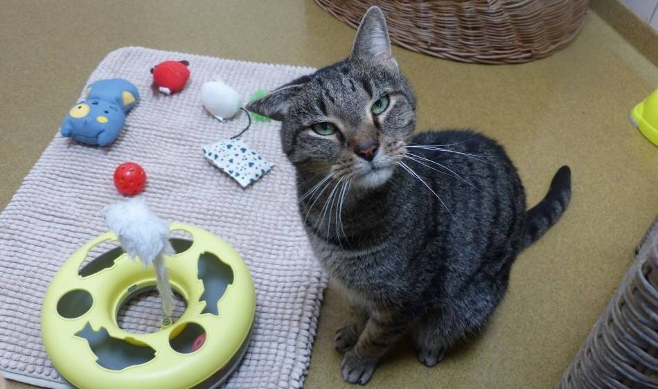 Tier der Woche in Nettetal: Luke ist nicht wütend, der guckt immer so