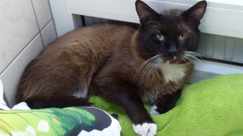 Tier der Woche in Nettetal: Sam benötigt unbedingt Freigang