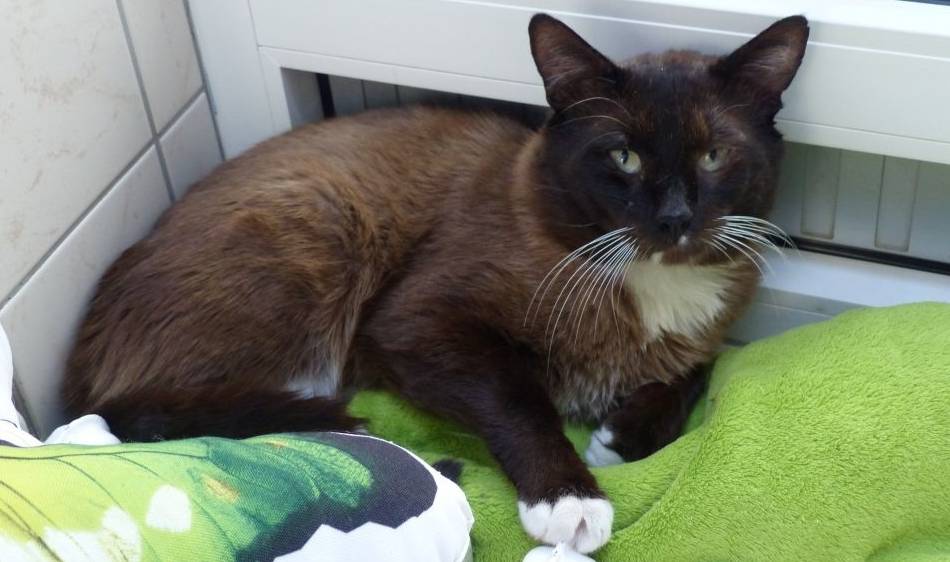 Tier der Woche in Nettetal: Sam benötigt unbedingt Freigang