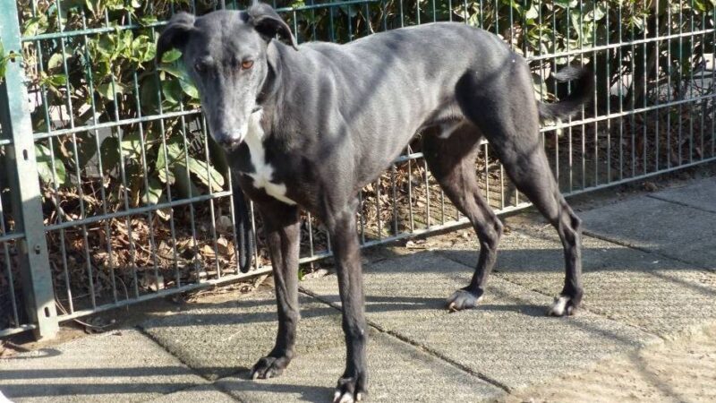 Tier der Woche in Nettetal: Valentino ist ein charmanter Bursche