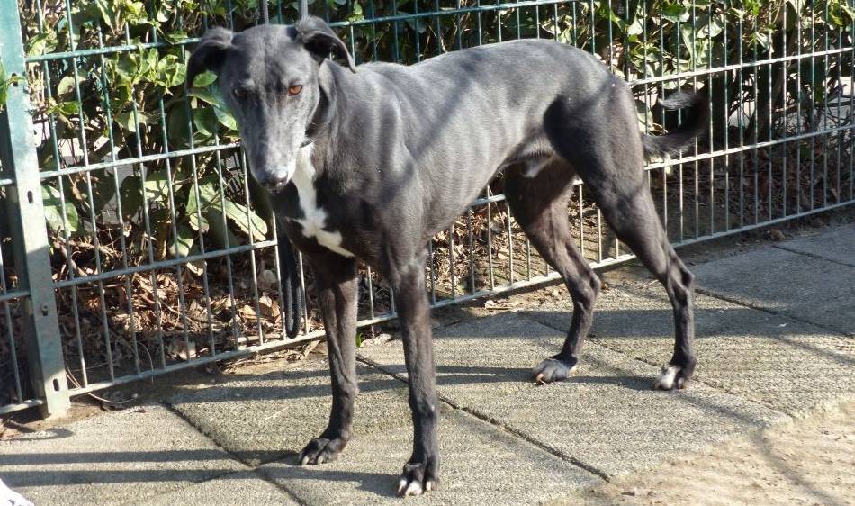 Tier der Woche in Nettetal: Valentino ist ein charmanter Bursche