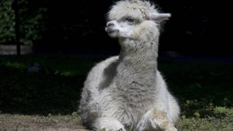 „Alle Möglichkeiten ausgeschöpft“



: Zwei Alpakas im Tiergarten Mönchengladbach eingeschläfert