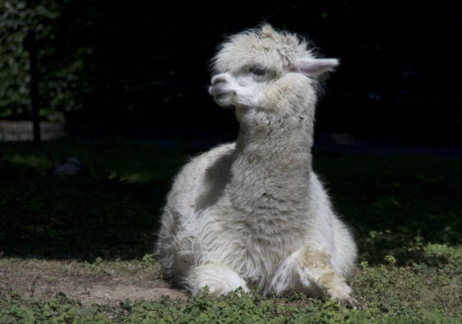 „Alle Möglichkeiten ausgeschöpft“



: Zwei Alpakas im Tiergarten Mönchengladbach eingeschläfert