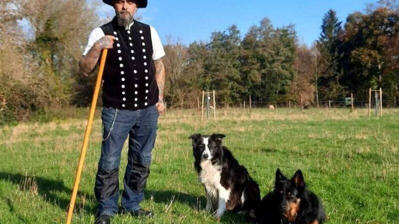 Wie Hütehunde komplexe Aufgaben im Schafalltag lernen: Die tierischen Helfer des Schäfers