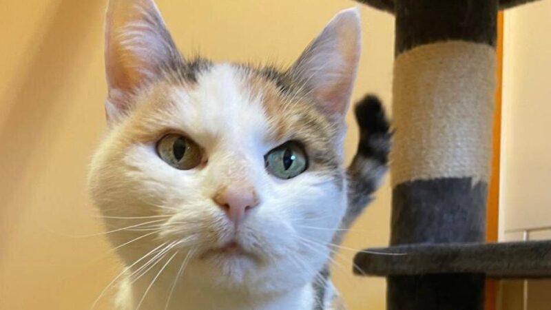 Zuhause gesucht: Lieschen sucht Liebe