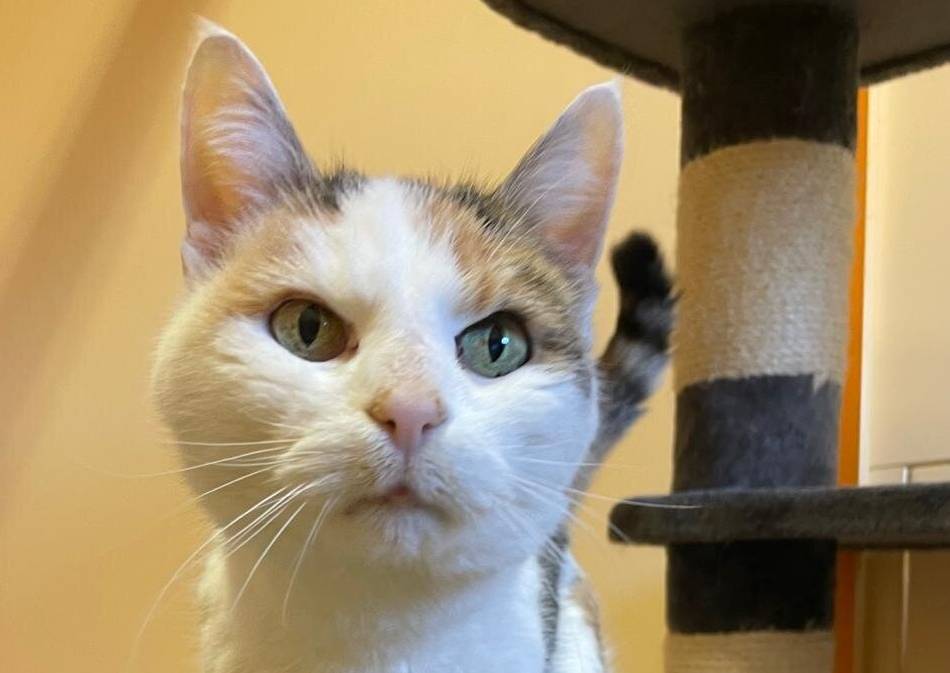 Zuhause gesucht: Lieschen sucht Liebe