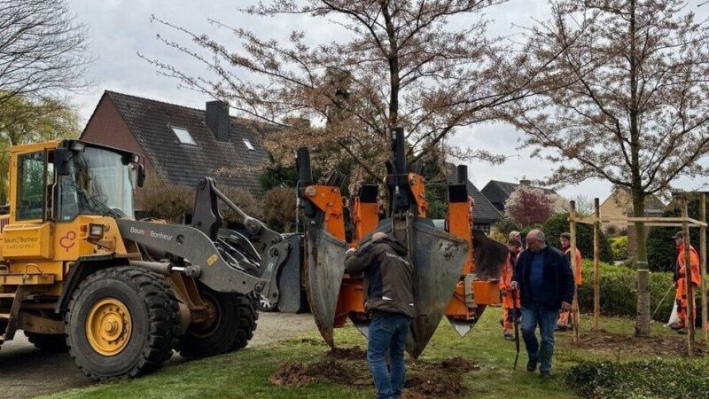 Erste Pflanzungen in Boisheim: Bürgerverein Boisheim schenkt der Stadt zehn Großbäume