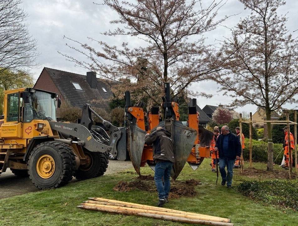 Erste Pflanzungen in Boisheim: Bürgerverein Boisheim schenkt der Stadt zehn Großbäume