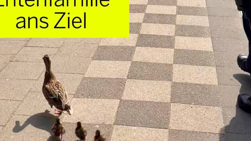 Einsatz in Hilden: Polizei stoppt Verkehr für Entenfamilie