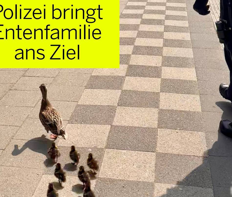 Einsatz in Hilden: Polizei stoppt Verkehr für Entenfamilie