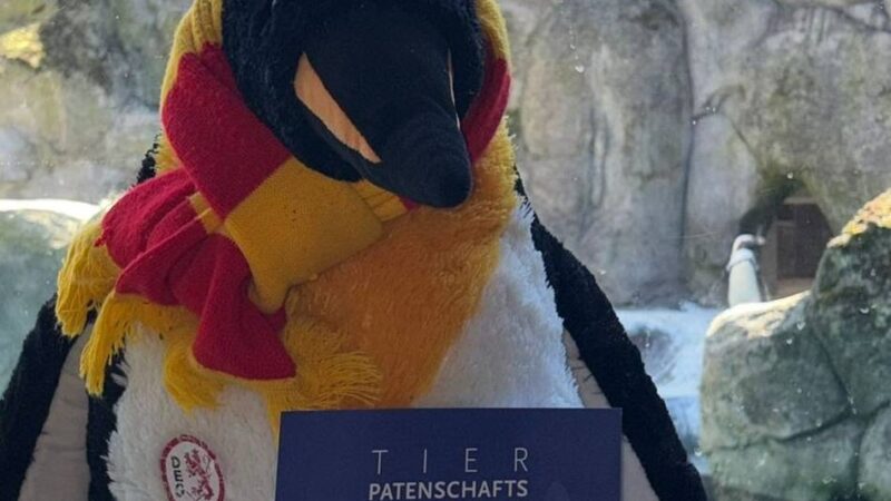 „Keine Sorge, sie ist bereits bezahlt“: DEG schenkt Krefeld eine Pinguinpatenschaft – und nennt das Tier Philip