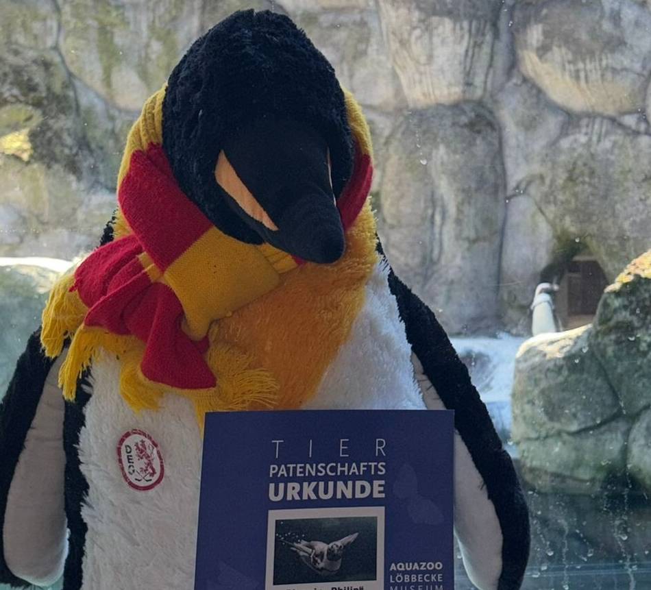 „Keine Sorge, sie ist bereits bezahlt“: DEG schenkt Krefeld eine Pinguinpatenschaft – und nennt das Tier Philip