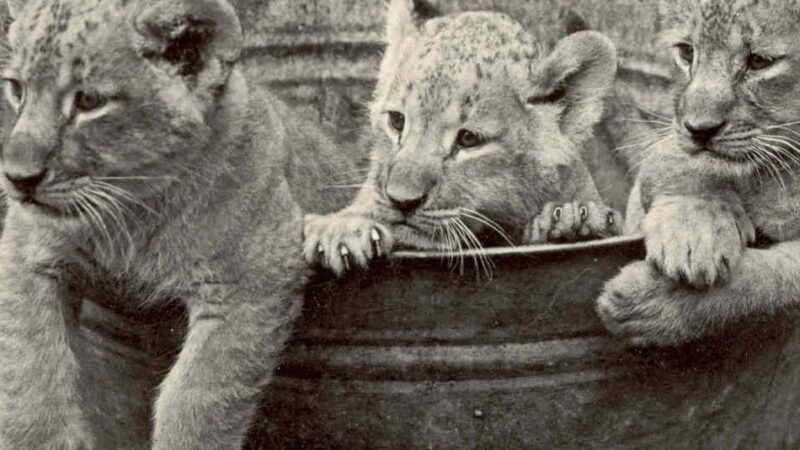 Sonderausstellung in Düsseldorf: Aquazoo blickt auf 150 Jahre Zoogeschichte zurück