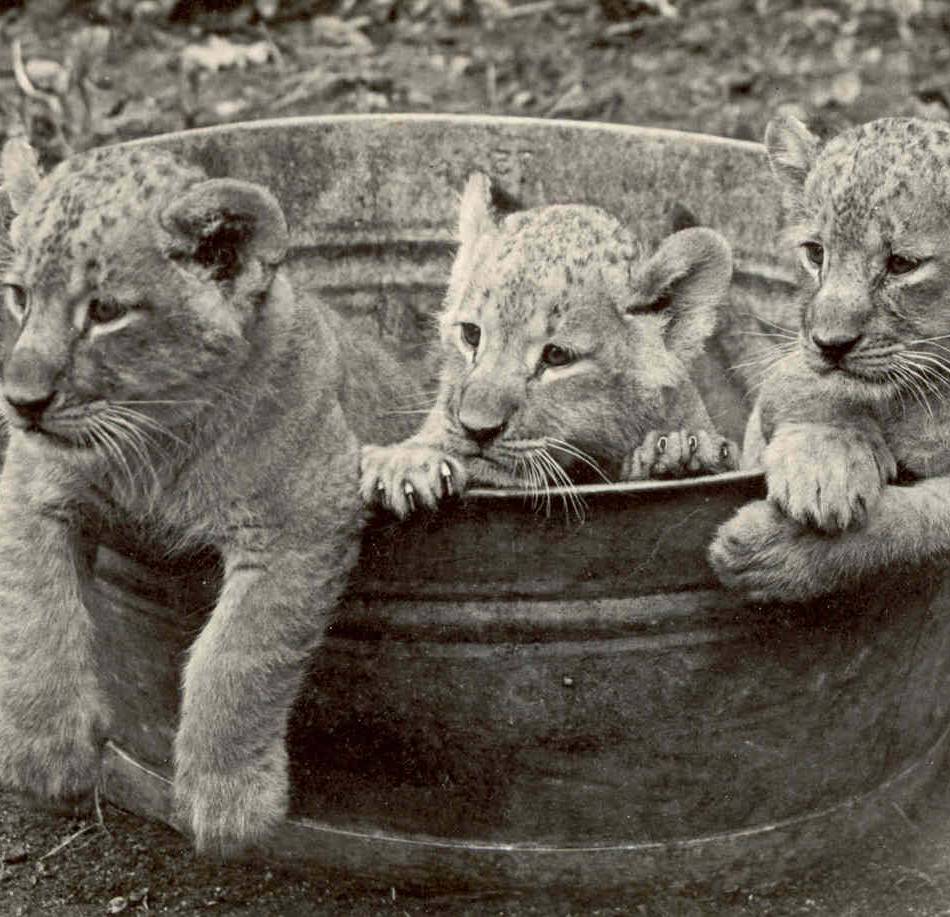 Sonderausstellung in Düsseldorf: Aquazoo blickt auf 150 Jahre Zoogeschichte zurück